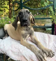 Destiny , a female Great Dane for sale in Gordonsville, VA – 2 of 2