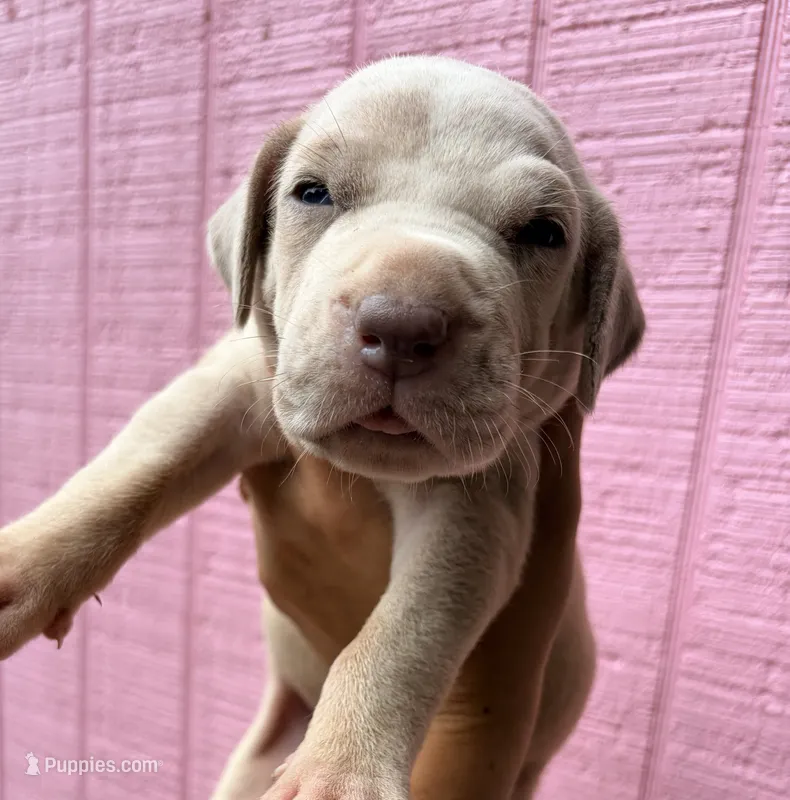 Waffle  – Great Dane puppy for sale in Gordonsville, VA
