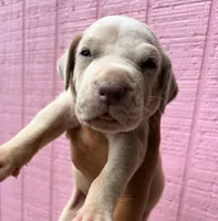 Waffle , a female Great Dane for sale in Gordonsville, VA – 1 of 2