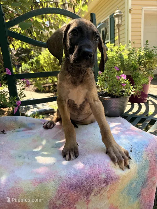 Daisy – Great Dane puppy for sale in Gordonsville, VA
