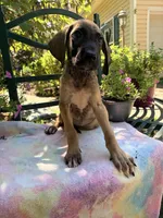 Daisy, a female Great Dane for sale in Gordonsville, VA – 1 of 1