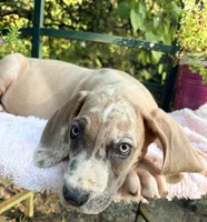 Arlo, a male Great Dane for sale in Gordonsville, VA – 2 of 4