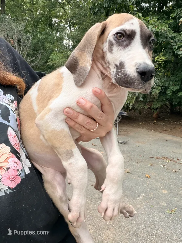 Doug  – Great Dane puppy for sale in Gordonsville, VA