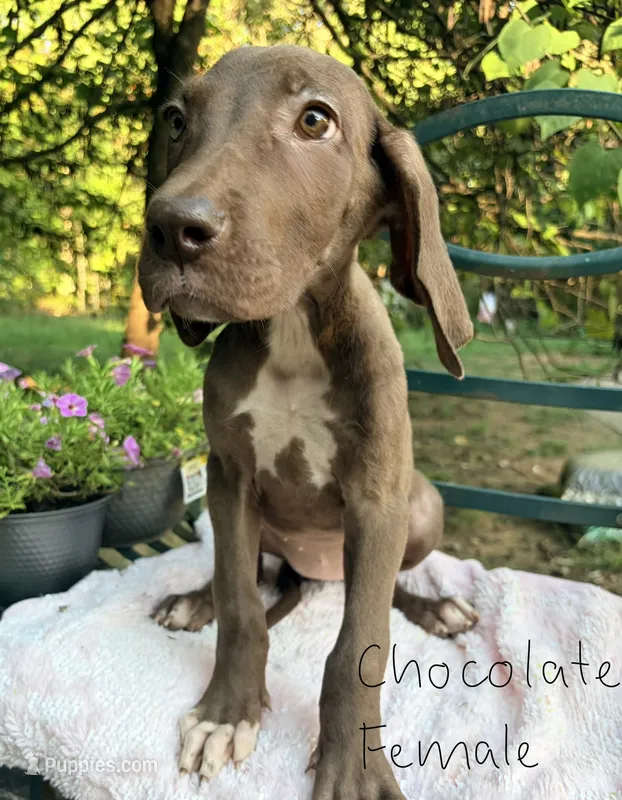 Dakota – Great Dane puppy for sale in Gordonsville, VA