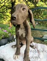 Dakota, a female Great Dane for sale in Gordonsville, VA – 1 of 2