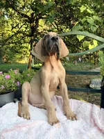 Atlas , a male Great Dane for sale in Gordonsville, VA – 4 of 5