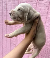 Waffle , a female Great Dane for sale in Gordonsville, VA – 2 of 2