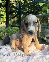 Arlo, a male Great Dane for sale in Gordonsville, VA – 1 of 4