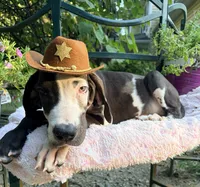 Domino , a male Great Dane for sale in Gordonsville, VA – 2 of 3