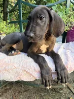 Dude, a male Great Dane for sale in Gordonsville, VA – 2 of 2