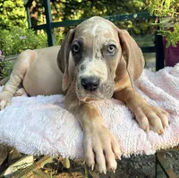 Arlo, a male Great Dane for sale in Gordonsville, VA – 3 of 4
