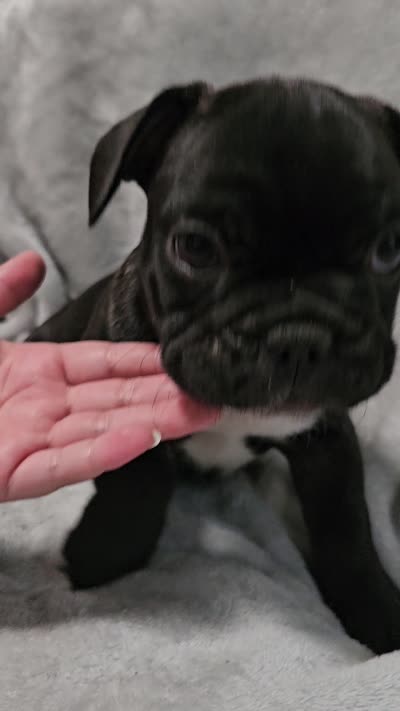Rojo, a male French Bulldog for sale in Pittsfield, MA – 9 of 9