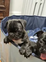Rojo, a male French Bulldog for sale in Pittsfield, MA – 6 of 6