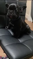 Flash, a male French Bulldog for sale in Pittsfield, MA – 2 of 7
