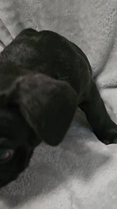 Obsidian, a male French Bulldog for sale in Pittsfield, MA – 8 of 8