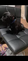 Flash, a male French Bulldog for sale in Pittsfield, MA – 6 of 7
