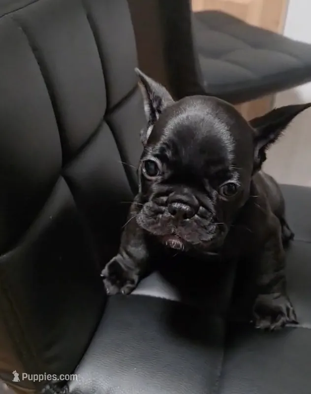 Flash – French Bulldog puppy for sale in Pittsfield, MA