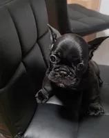 Flash, a male French Bulldog for sale in Pittsfield, MA – 1 of 7