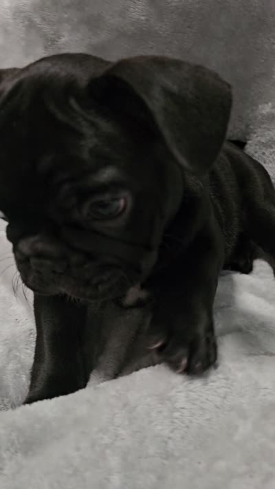 Chase, a male French Bulldog for sale in Pittsfield, MA – 4 of 4