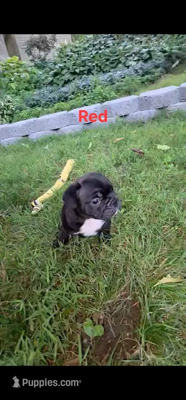Rojo – French Bulldog puppy for sale in Pittsfield, MA