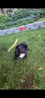 Rojo, a male French Bulldog for sale in Pittsfield, MA – 1 of 6