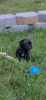 Obsidian, a male French Bulldog for sale in Pittsfield, MA – 6 of 7