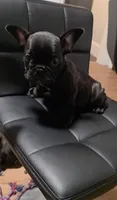 Flash, a male French Bulldog for sale in Pittsfield, MA – 3 of 7
