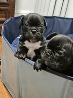 Rojo, a male French Bulldog for sale in Pittsfield, MA – 3 of 6