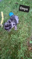 Onyx, a male French Bulldog for sale in Pittsfield, MA – 3 of 3