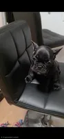 Flash, a male French Bulldog for sale in Pittsfield, MA – 4 of 7