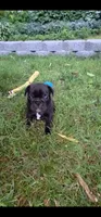 Chase, a male French Bulldog for sale in Pittsfield, MA – 4 of 4