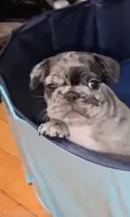 Onyx, a male French Bulldog for sale in Pittsfield, MA – 2 of 3