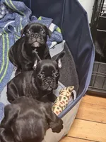 Flash, a male French Bulldog for sale in Pittsfield, MA – 7 of 7