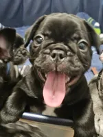 Rojo, a male French Bulldog for sale in Pittsfield, MA – 4 of 6