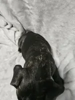 Rojo, a male French Bulldog for sale in Pittsfield, MA – 7 of 9