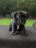 Chase, a male French Bulldog for sale in Pittsfield, MA – 1 of 4