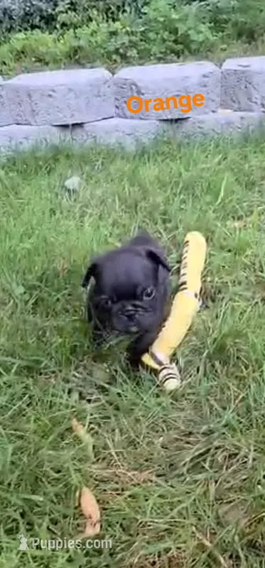 Obsidian – French Bulldog puppy for sale in Pittsfield, MA