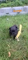 Obsidian, a male French Bulldog for sale in Pittsfield, MA – 1 of 7