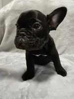 Flash, a male French Bulldog for sale in Pittsfield, MA – 8 of 10