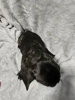 Rojo, a male French Bulldog for sale in Pittsfield, MA – 8 of 9