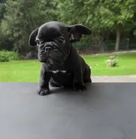 Obsidian, a male French Bulldog for sale in Pittsfield, MA – 7 of 7