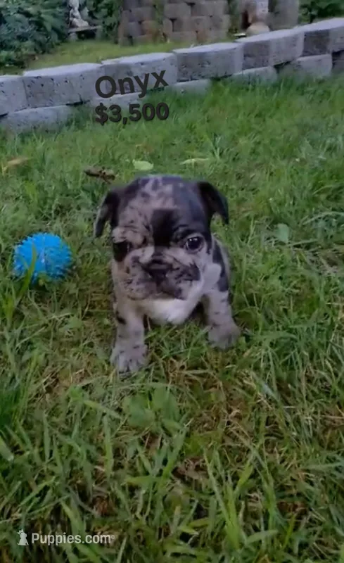 Onyx – French Bulldog puppy for sale in Pittsfield, MA