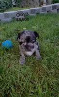 Onyx, a male French Bulldog for sale in Pittsfield, MA – 1 of 3