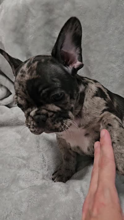 Onyx, a male French Bulldog for sale in Pittsfield, MA – 4 of 4