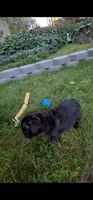 Rojo, a male French Bulldog for sale in Pittsfield, MA – 5 of 6