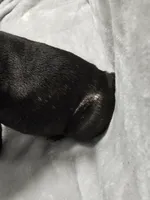 Flash, a male French Bulldog for sale in Pittsfield, MA – 9 of 10