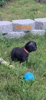 Obsidian, a male French Bulldog for sale in Pittsfield, MA – 5 of 7