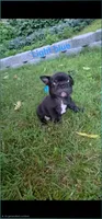 Chase, a male French Bulldog for sale in Pittsfield, MA – 2 of 4