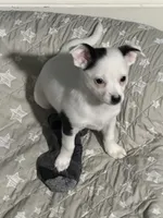 Kimchi, a female Chihuahua for sale in Holyoke, MA – 2 of 3