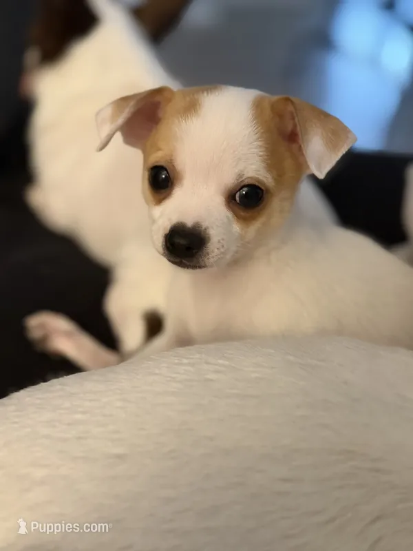 Wonton  – Chihuahua puppy for sale in Holyoke, MA